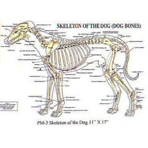 PetMassage Skeleton of the Dog (Dog Bones) Chart 