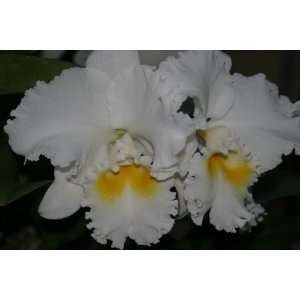Nancy Off `Linwood AM/AOS (89 points) Cattleya Orchid Plant 