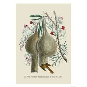  Different Nests of the Bayu Giclee Poster Print by J 