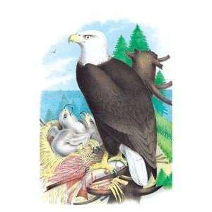   Vintage Art Bald Eagle (White Headed Eagle)   03810 1: Home & Kitchen