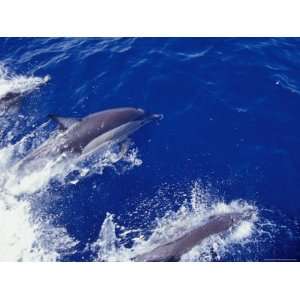 Common Dolphin Porpoises Play in a Boat Bows Wake, Showing Blow Hole 