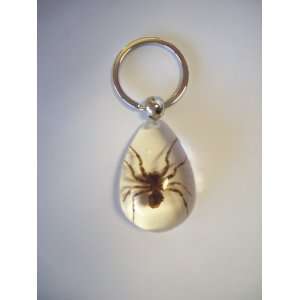   Real Genuine Spider in Clear Lucite Key Chain 2 Sides 