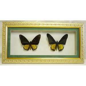  Framed 2 Butterflies 