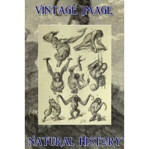 5cm x 5cm (3 x 2) Acrylic Fridge Magnet Vintage Natural History 