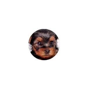  Yorkshire Terrier Puppy Dog 8 1in Button C0655: Everything 