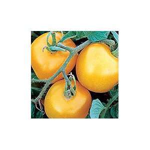  Tomatoes Yellow Perfection (50 Organic Seeds) Patio, Lawn 