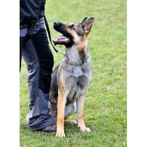  Police Dog   Peel and Stick Wall Decal by Wallmonkeys 