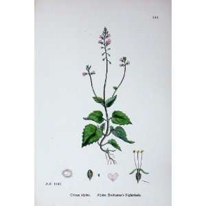  Alpine EnchanterS Nightshade Botany Plants C1902: Home 