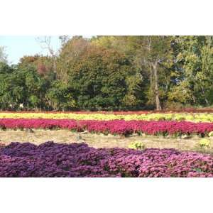  Rows of Mums 28x42 Giclee on Canvas