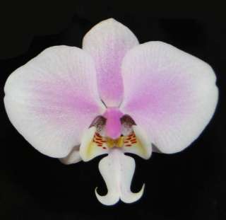 Phalaenopsis Philishill Primary Hybrid Orchid Plant  