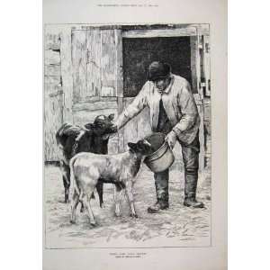   1887 Man Feeding Calf Farm Scene Animals Antique Print: Home & Kitchen