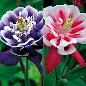  Columbine Double Winky Mix Patio, Lawn & Garden