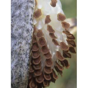 , Ascelpias, Seed Pod with Seeds About to Be Dispersed by the Wind 