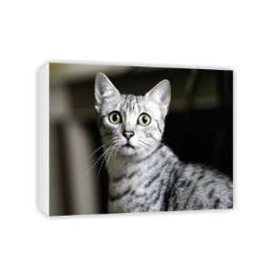  Egyptian Mau cat, the type portrayed in Cat   Canvas 