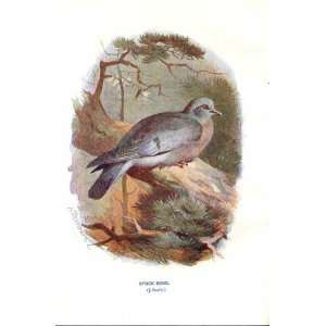  Stock Dove By A Thorburn Wild Birds Print 1903