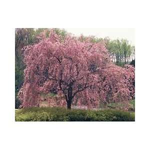  5 Weeping Cherry 3 foot Lightly Branched Bareroot tree 