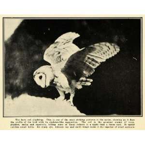  1905 Print Barn Owl Bird Prey Animal Wildlife Nocturnal 