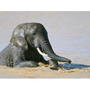 African Elephant (Loxodonta Africana) Bathing, Addo National Park 