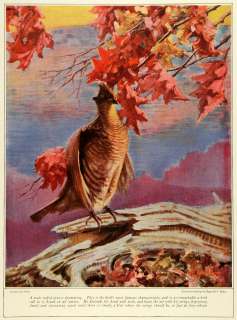 1923 Print Male Ruffled Grouse Wildlife Bird Reginald F. Bolles 