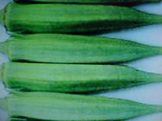 ORGANIC FULL SIZE LARGE OKRA PLANT SEEDS A FAVORITE  