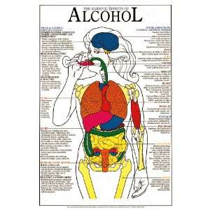 Harmful Effects Of Alcohol Anatomical Chart Laminated HDE 2L:  