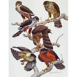  Eagles Hawks & Falcons Bicolored Sparrow Hawk Birds