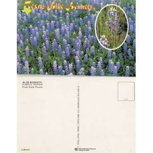  Post Card Texas Blue Bonnets, C36267, Texas State Flower 