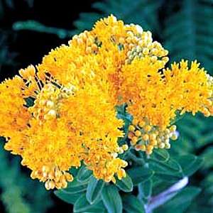 Hello Yellow Butterfly Weed 4 Plants   Asclepias  