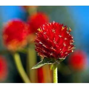   Globe Amaranth Strawberry Fields 20 Flower Seeds Patio, Lawn & Garden