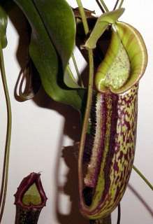 Miranda Velvet Pitcher Plant   Nepenthes   Carnivorous   HUGE  8 