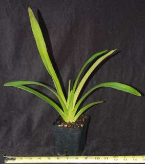Orchid Phrag. wallisii (Jeanie x self). Long petalled Phrag Bloom 