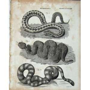    Encyclopaedia Britannica Ophiology Snakes Reptiles