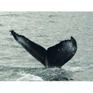  Humpback Whales, Husavik, the Whale Capital of Europe 