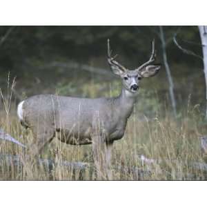 A Large Antlered White Tailed Deer Pauses at the Edge of a 