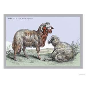  Barbary Breed of Wild Sheep Giclee Poster Print by John 