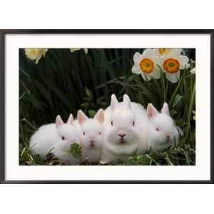  Netherland Dwarf Rabbits Collections Framed Photographic 