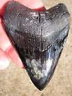 MEGALODON SHARK Tooth Fossil VENICE FLORIDA USA