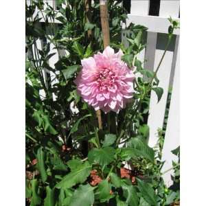   in Pink Dinnerplate Dahlia, Large Blooms Patio, Lawn & Garden