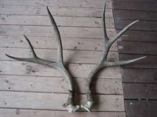 Different MULE DEER RACK antlers whitetail moose elk taxidermy mount 