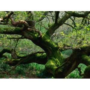  Gnarled English Oak (Quercus Robur), United Kingdom 