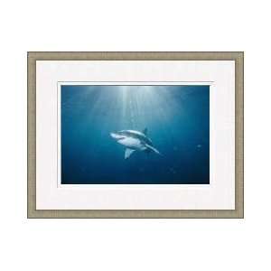  Great White Shark Australia Framed Giclee Print: Home 