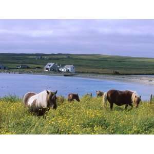  Shetland Ponies, Unst, Shetland Islands, Scotland, United 