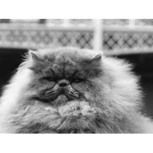  Blue Persian Cat in the National Cat Club Championship at 