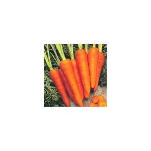  Main Crop Carrot   Danvers Organic Heirloom Seeds Patio 