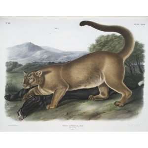   John James Audubon   24 x 18 inches   Felis concolor, The Cougar: Home