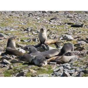 Fur Seals, Moltke Harbour, Royal Bay, South Georgia, South Atlantic 