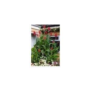  15 ft*EXOTIC*rare*GIANT TROPICAL CANNAS*7 seeds* #1061 