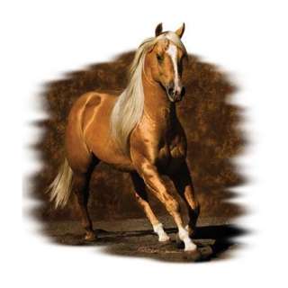 Golden Boy Palomino Horse Womans T Shirt Free Shipping  