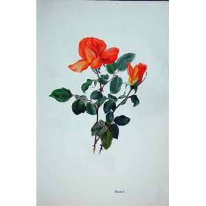  Beaute Rose By Lotte Gunhart 1965 Watercolour: Home 