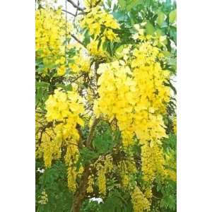  15 GLODEN SHOWER TREE Gold Rush Yellow Cassia Fistula 
